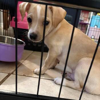 Vito * -  Dachshund Dog for Adoption in West Palm Beach, Florida - Vito * | PetCurious