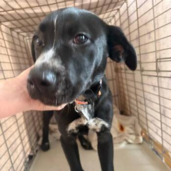 Farm Pup: Mare -  Pit Bull Terrier and Mixed Breed Dog for Adoption in Falls Church, Virginia - Farm Pup: Mare | PetCurious