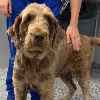 Zinnia -  Mixed Breed Dog for Adoption in Greenville, South Carolina - Zinnia | PetCurious