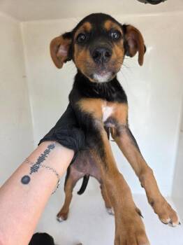 Lucky -  Mixed Breed Dog for Adoption in Mobile, Alabama - Lucky | PetCurious