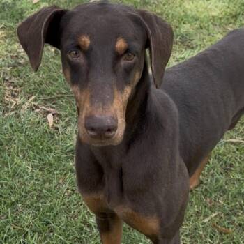 Duke -  Doberman Pinscher Dog for Adoption in Temecula, California - Duke | PetCurious