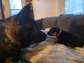 Shar Pei and Cattle Dog Dogs Available for Adoption in New London, Wisconsin - Asiago | PetCurious