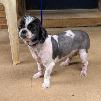Precious -  Shih Tzu Dog for Adoption in Fairfax Station, Virginia - Precious | PetCurious