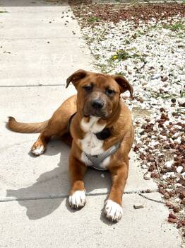 Rescue Australian Cattle Dog Blue Heeler and Husky Dogs for Adoption in Fallon, Nevada - Carl | PetCurious