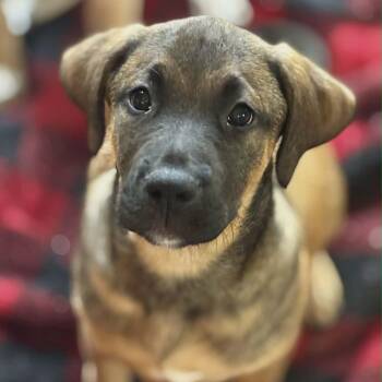 Mixed Breed Dogs Available for Adoption in Northwood, New Hampshire - Boston | PetCurious