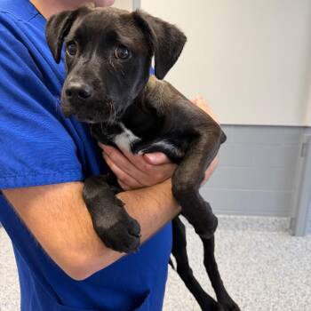 Pit Bull Terrier Dogs Available for Adoption - Kodiack | PetCurious