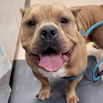 Butterball -  Mixed Breed Dog for Adoption in Newark, New Jersey - Butterball | PetCurious