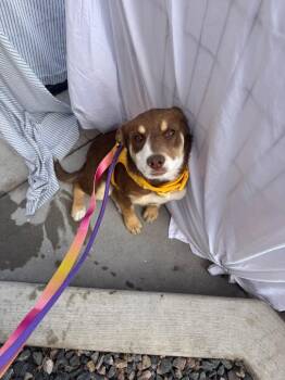 Pit Bull Terrier and Labrador Retriever Dogs Available for Adoption - Ozama | PetCurious