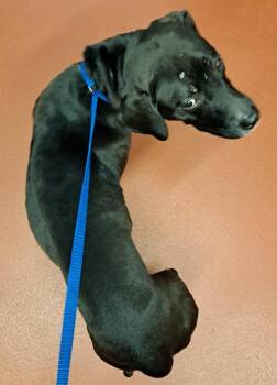 Halo -  Mixed Breed Dog for Adoption in Douglasville, Georgia - Halo | PetCurious