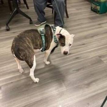 YORK-Stray-16569 -  Pit Bull Terrier Dog for Adoption in York, Pennsylvania - YORK-Stray-16569 | PetCurious