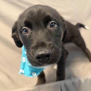 Mixed Breed Dogs Available for Adoption - Tiger | PetCurious