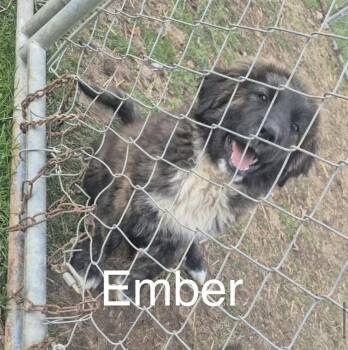 Great Pyrenees Dogs Available for Adoption in Irwin, Pennsylvania - Ember (Available 04/28/2026) | PetCurious