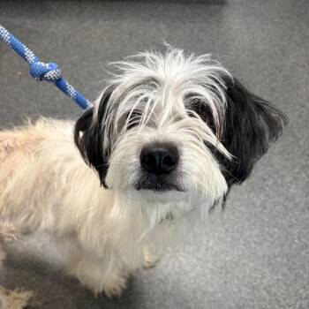 Snoopy -  Mixed Breed Dog for Adoption in Allentown, Pennsylvania - Snoopy | PetCurious