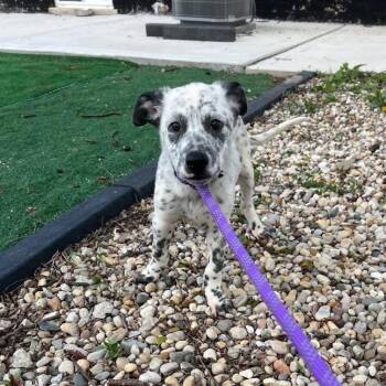 Payton -  Australian Cattle Dog Blue Heeler Dog Available for Adoption in Bedford Park, Illinois - Payton | PetCurious