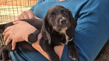 Black Labrador Retriever and Beagle Dogs Available for Adoption - Eleven
