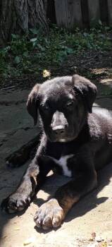 Saint -  Black Labrador Retriever and Cane Corso Dog for Adoption in Clarksburg, Ontario - Saint | PetCurious