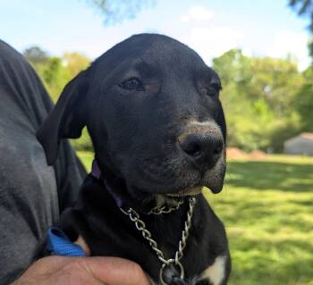 Hound and Labrador Retriever Dogs Available for Adoption in Milner, Georgia - Buttons | PetCurious