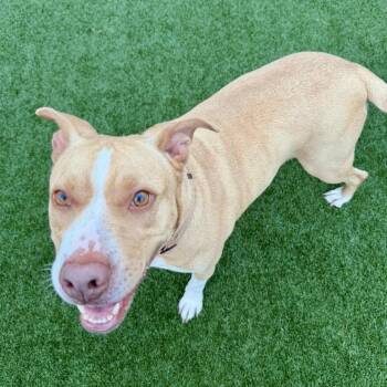 Honey -  Labrador Retriever and Mixed Breed Dog for Adoption in Houston, Texas - Honey | PetCurious