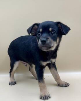 Canyon -  Mixed Breed Dog for Adoption in Lawrenceville, Georgia - Canyon | PetCurious