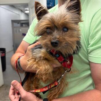 Ricky -  Mixed Breed Dog for Adoption in Mentor, Ohio - Ricky | PetCurious