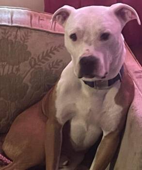 Rescue Pit Bull Terrier Dogs for Adoption in Louisville, Ohio - ZEKE | PetCurious