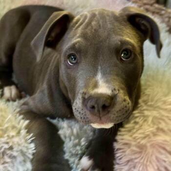 Pit Bull Terrier Dogs Available for Adoption in Peotone, Illinois - Theodore (Teddy) | PetCurious