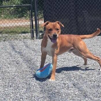 Labrador Retriever and Mixed Breed Dogs Available for Adoption in Marion, North Carolina - Elmer | PetCurious