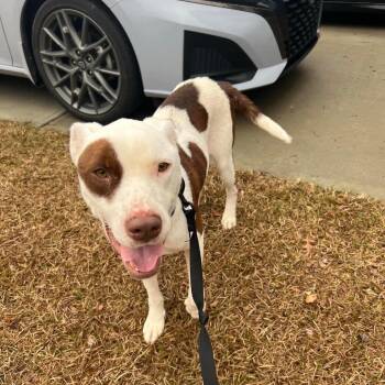 Mixed Breed Dogs Available for Adoption - Freddy Bear | PetCurious