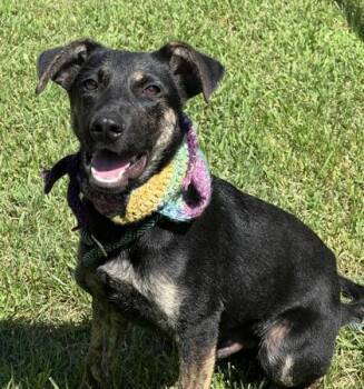Ruffles $85 -  Labrador Retriever and Mixed Breed Dog for Adoption in Seneca, South Carolina - Ruffles $85 | PetCurious