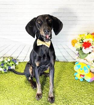 Hound Dogs Available for Adoption in Castro Valley, California - HOWDIE | PetCurious
