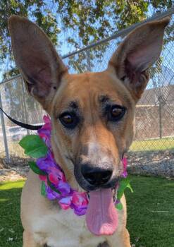 Zella -  German Shepherd Dog Dog for Adoption in Colusa, California - Zella | PetCurious