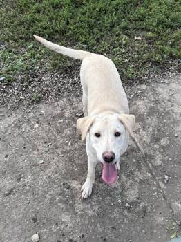Pisces (aka Dolly) -  Labrador Retriever Dog for Adoption in Jamestown, North Dakota - Pisces (aka Dolly) | PetCurious