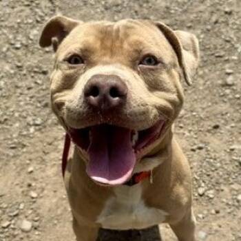 Pit Bull Terrier Dogs Available for Adoption in Buffalo, New York - Curry | PetCurious