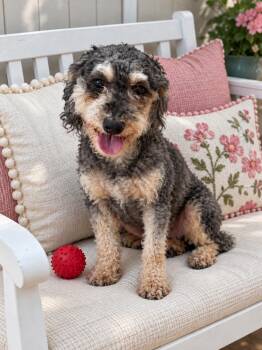 Shira -  Schnoodle Dog for Adoption in Rockville, Maryland - Shira | PetCurious