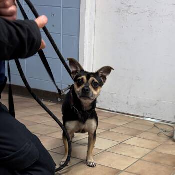 James -  Chihuahua Dog for Adoption in Edison, New Jersey - James | PetCurious