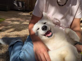 Xena -  Samoyed Dog for Adoption in San Rafael, California - Xena | PetCurious