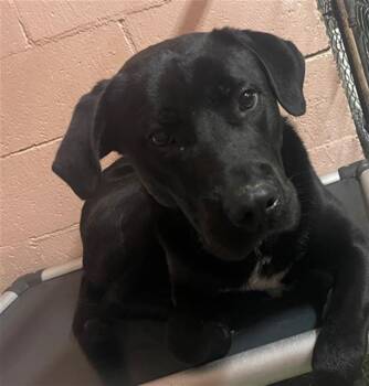 Mixed Breed Dogs Available for Adoption - ALASKA | PetCurious