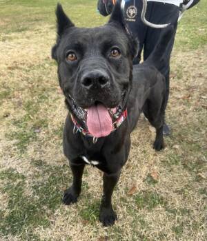 Rescue Cane Corso Dogs for Adoption in Philadelphia, Pennsylvania - Gummy Bear | PetCurious