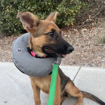 September -  Shepherd and Mixed Breed Dog for Adoption in San Diego, California - September | PetCurious