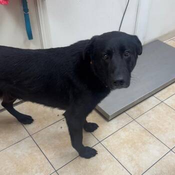 Labrador Retriever Dogs Available for Adoption in Pekin, Illinois - Jey | PetCurious
