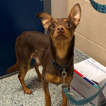 Simon -  Miniature Pinscher Dog for Adoption in Dayton, Ohio - Simon | PetCurious