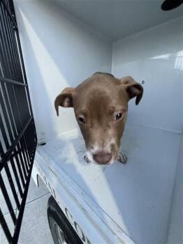 Pit Bull Terrier Dogs Available for Adoption in Houston, Texas - A655416 | PetCurious