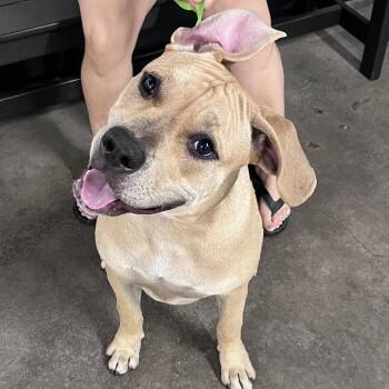 Cashmere -  Mastiff and Mixed Breed Dog for Adoption in Tampa, Florida - Cashmere | PetCurious