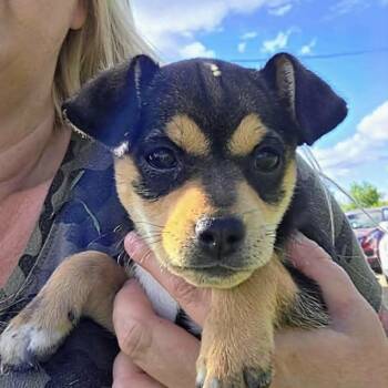 Skittles (20260609-04) -  Beagle Dog for Adoption in Niagara Falls, Ontario - Skittles (20260609-04) | PetCurious