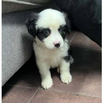 Ana -  Australian Shepherd Dog for Adoption in Austin, Texas - Ana | PetCurious