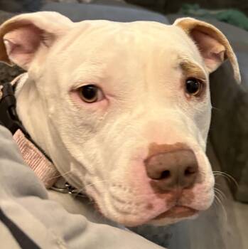 Abbie Anne -  American Staffordshire Terrier Dog for Adoption in Gilbert, Arizona - Abbie Anne | PetCurious