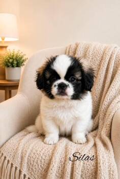 Silas JC in MS -  Pekingese Dog for Adoption in Warwick, Rhode Island - Silas JC In MS | PetCurious