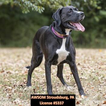 Rescue Black Labrador Retriever Dogs for Adoption in Stroudsburg, Pennsylvania - Mady | PetCurious
