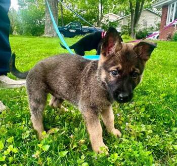 Belgian Shepherd Malinois Dogs Available for Adoption in Imlay City, Michigan - 80