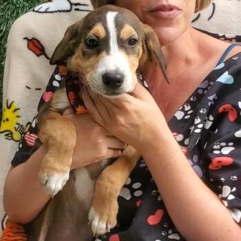 Rescue Mixed Breed Dogs for Adoption in Woolwich, Maine - Spud | PetCurious